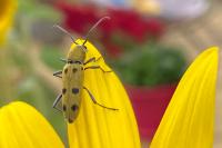 Chlorophorus glabromaculatus