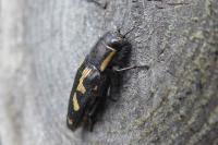 Buprestis novemmaculata
