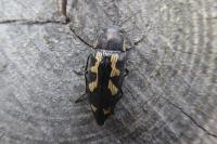 Buprestis novemmaculata