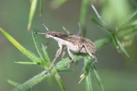 Charagmus gressorius