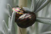 Chrysolina americana