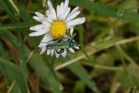 Oedemera nobilis