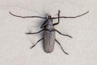 Aegosoma scabricorne