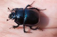 Anoplotrupes stercorosus