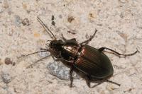 Poecilus cupreus