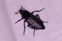 Necrodes littoralis