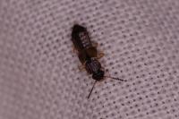 Anotylus