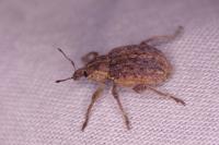 Brachypera zoilus