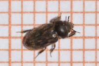 Heterocerus fenestratus
