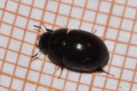 Coelostoma orbiculare