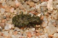 Elaphrus riparius
