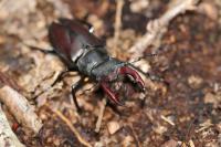 Lucanus cervus