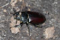 Lucanus cervus
