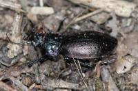 Carabus nemoralis