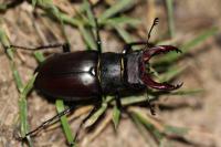 Lucanus cervus