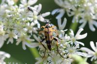 Rutpela maculata