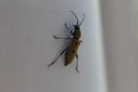 Chlorophorus glabromaculatus