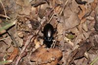 Carabus nemoralis