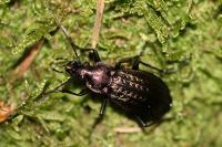 Carabus granulatus