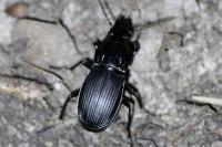 Abax parallelepipedus