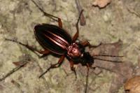 Carabus auratus