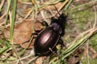 Carabus nemoralis