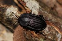 Silpha carinata