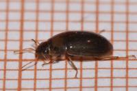 Helochares lividus