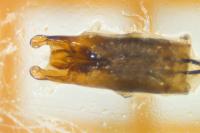 Helochares lividus