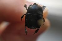 Hister quadrimaculatus