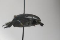 Hister quadrimaculatus