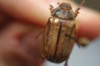 Amphimallon solstitiale