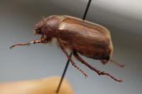Amphimallon majale