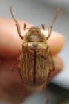 Amphimallon solstitiale