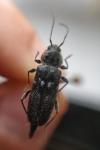 Hylotrupes bajulus