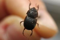 Odonteus armiger