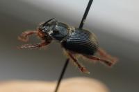 Odonteus armiger