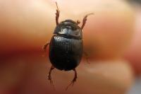 Odonteus armiger