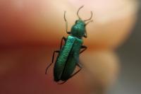 Psilothrix viridicoerulea