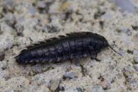 Oiceoptoma thoracicum