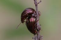 Chrysolina americana
