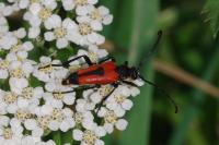 Stictoleptura cordigera