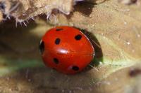 Coccinella septempunctata