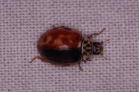 Harmonia quadripunctata