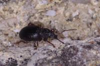 Otiorhynchus ovatus