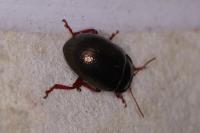 Chrysolina bankii