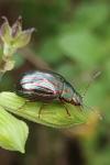 Chrysolina americana