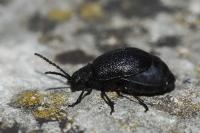 Galeruca tanaceti