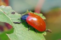 Chrysomela populi