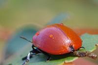 Chrysomela populi